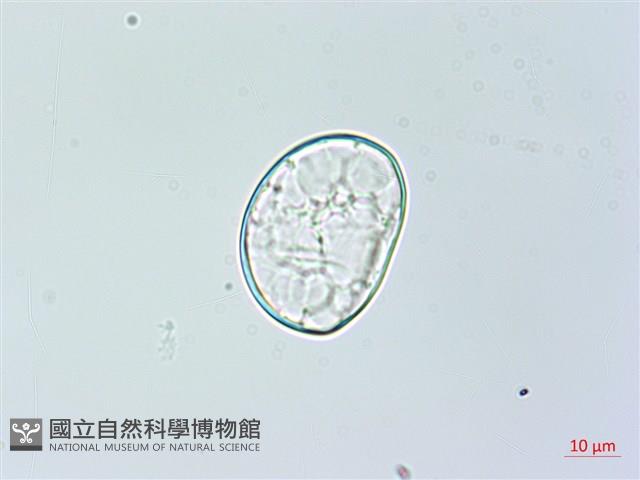 雙扇蕨藏品圖，第1張