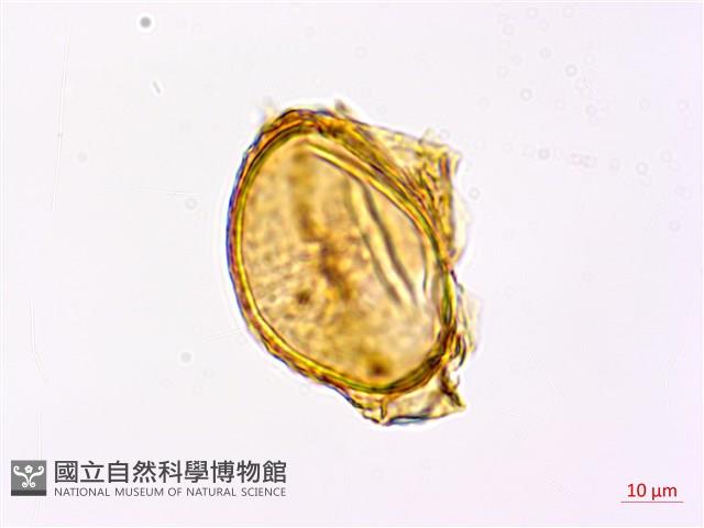 哈氏狗脊蕨藏品圖，第1張
