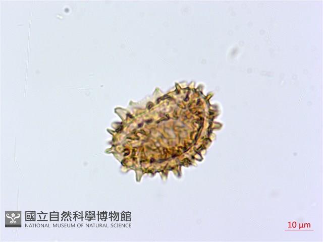 假蹄蓋蕨、東洋蹄蓋蕨藏品圖，第2張