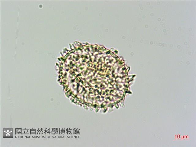 細葉姬蕨藏品圖，第2張