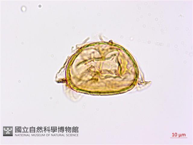 日本狗脊蕨藏品圖，第2張