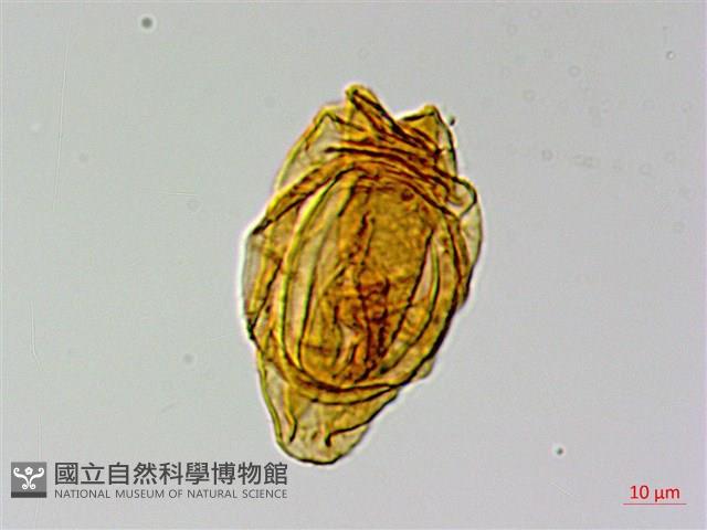 登錄號:P015167藏品圖，第1張