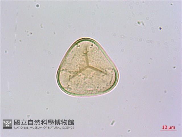 刺柄碗蕨藏品圖，第2張