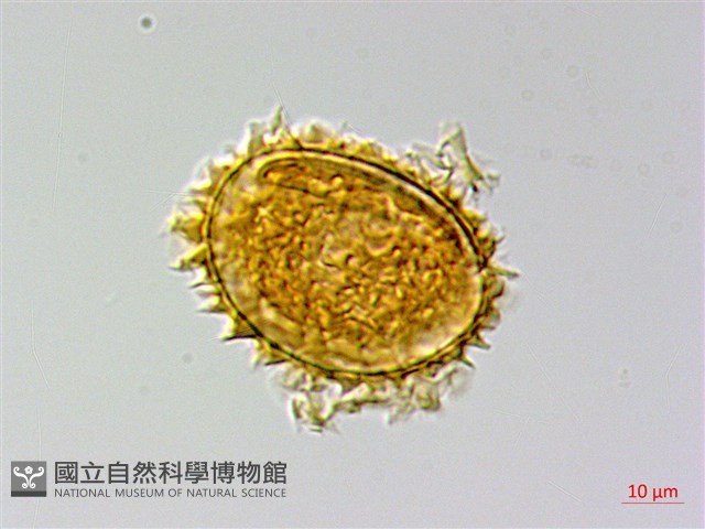 翅柄三叉蕨藏品圖，第2張