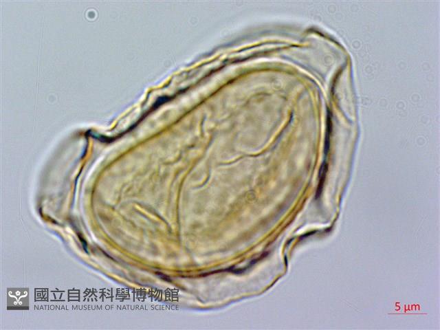 登錄號:P014947藏品圖，第1張