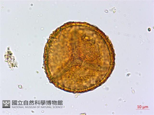 Accession Number:P014347 Collection Image, Figure 1, Total 3 Figures