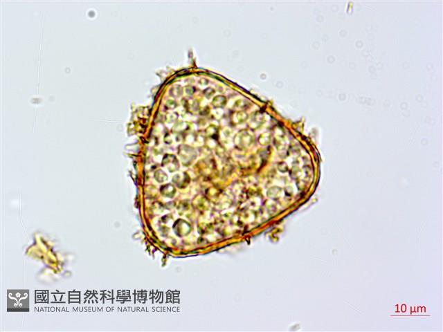鬼桫欏藏品圖，第1張