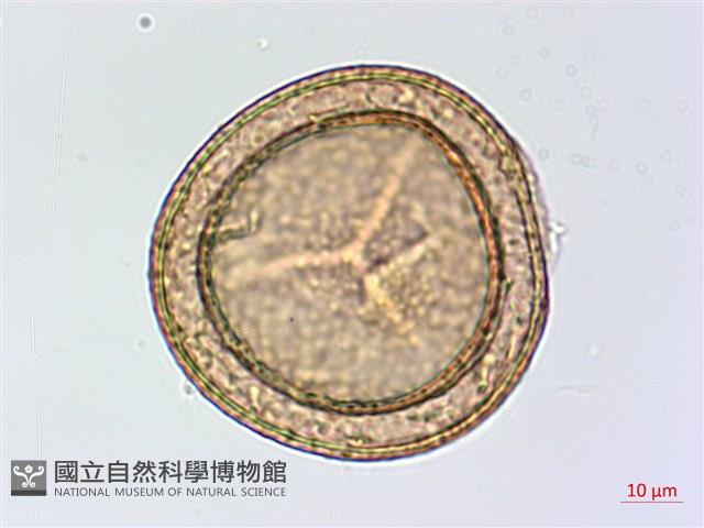 鹵蕨藏品圖，第2張