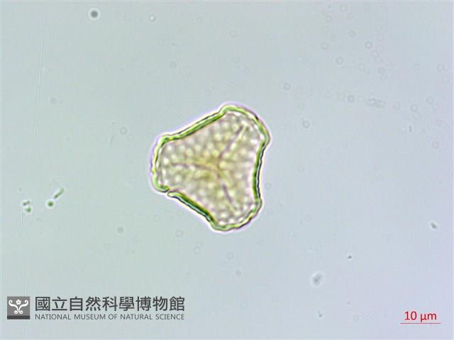 登錄號:P011077藏品圖，第2張