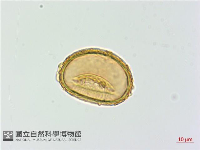 擬溪谷蹄蓋蕨藏品圖，第1張