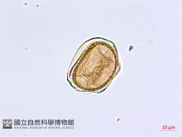 大黑柄鐵角蕨藏品圖，第2張