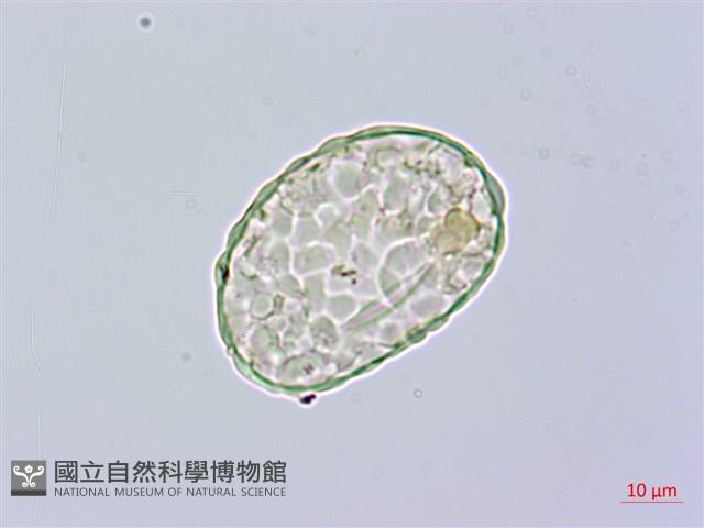 小膜蓋蕨藏品圖，第1張