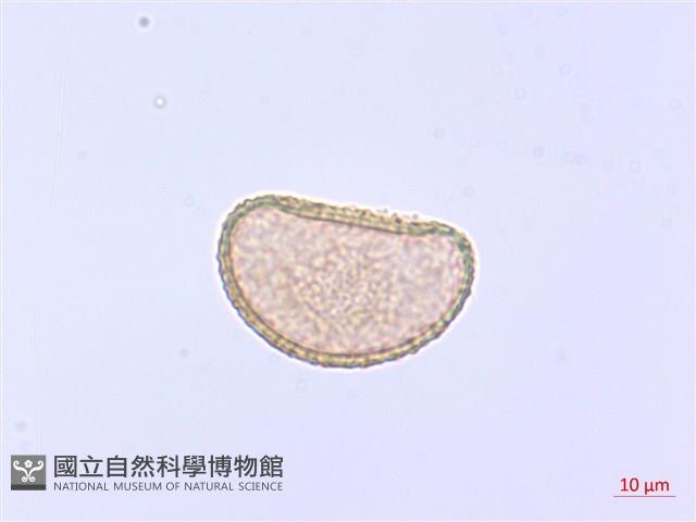 過溝菜蕨藏品圖，第1張