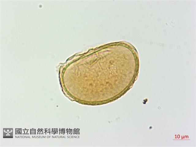 對生蹄蓋蕨藏品圖，第1張
