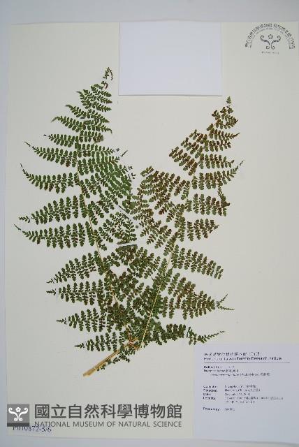 魚鱗蕨藏品圖，第23張