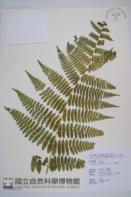細葉姬蕨藏品圖，第21張