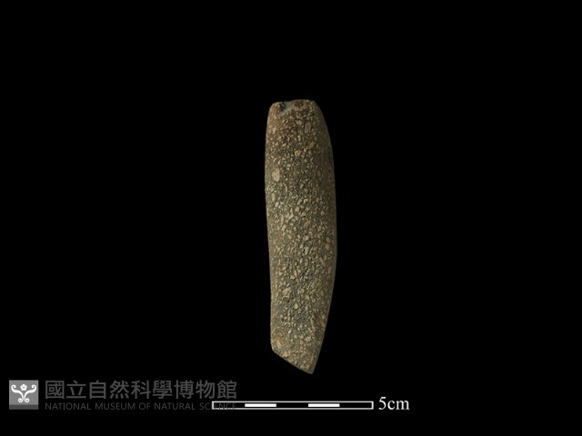 錛鑿形器藏品圖，第2張