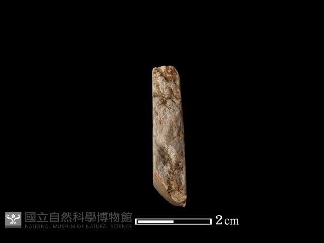錛鑿形器藏品圖，第2張