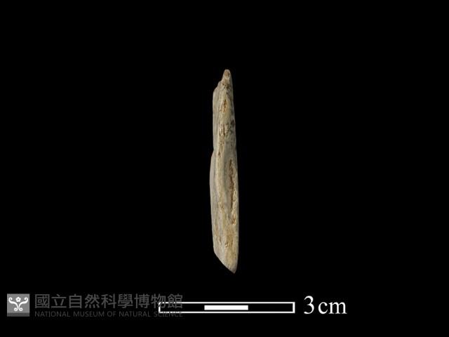 錛鑿形器藏品圖，第1張