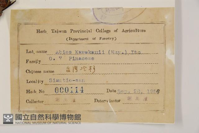 臺灣冷杉藏品圖，第2張