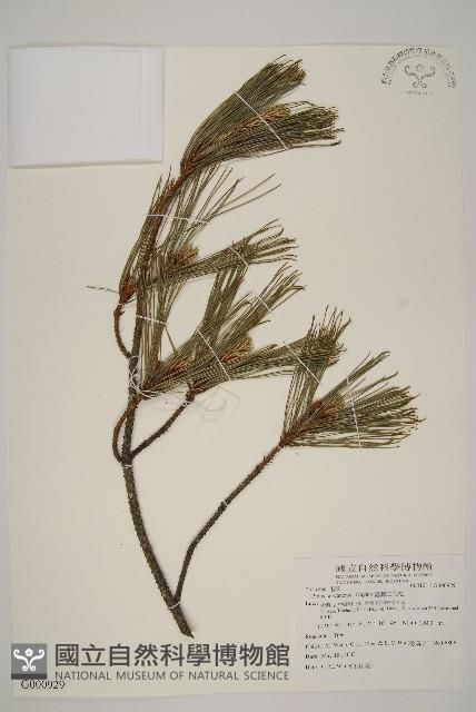 臺灣二葉松藏品圖，第1張