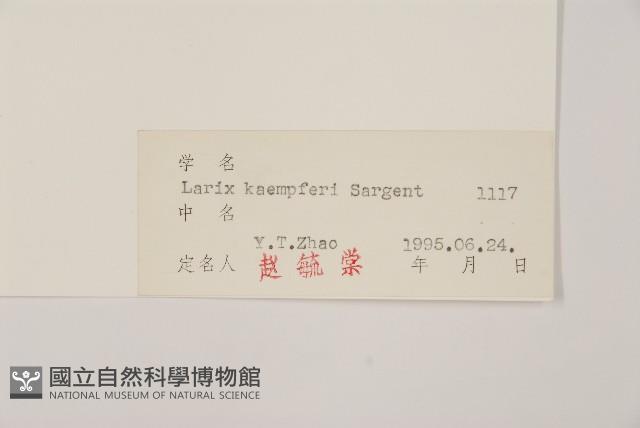 日本落葉松藏品圖，第2張