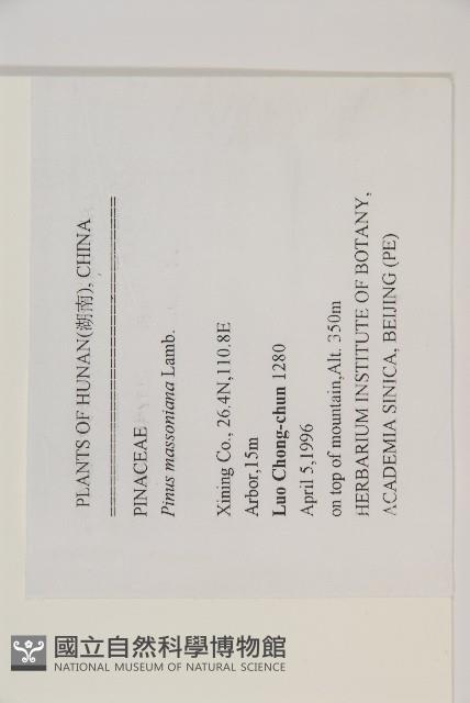 馬尾松藏品圖，第2張