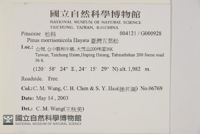 臺灣五葉松藏品圖，第2張