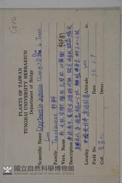 柳杉藏品圖，第2張