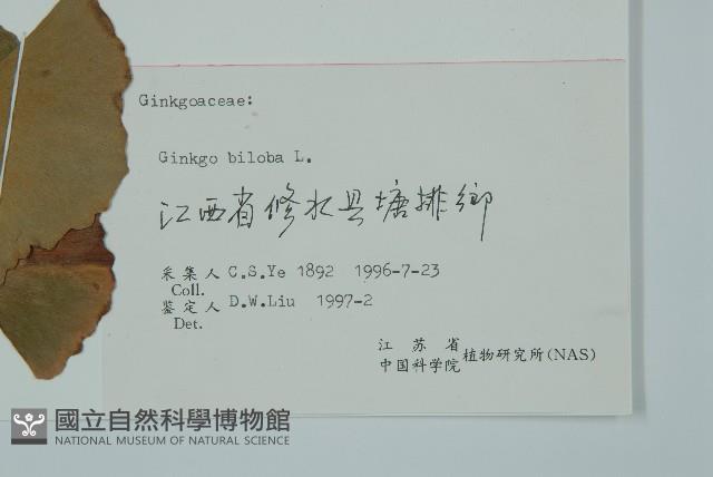 銀杏藏品圖，第2張