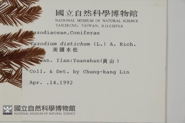 落羽松、美國水松藏品圖，第2張