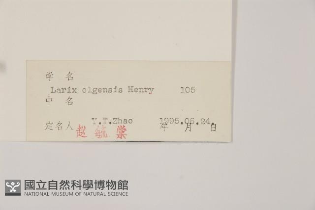 長白落葉松藏品圖，第2張