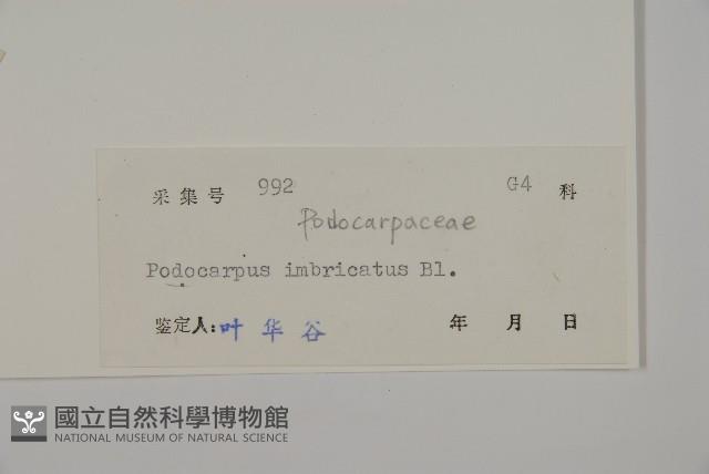 雞毛松藏品圖，第2張