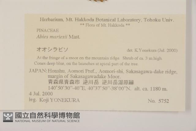 八甲田山冷杉藏品圖，第2張