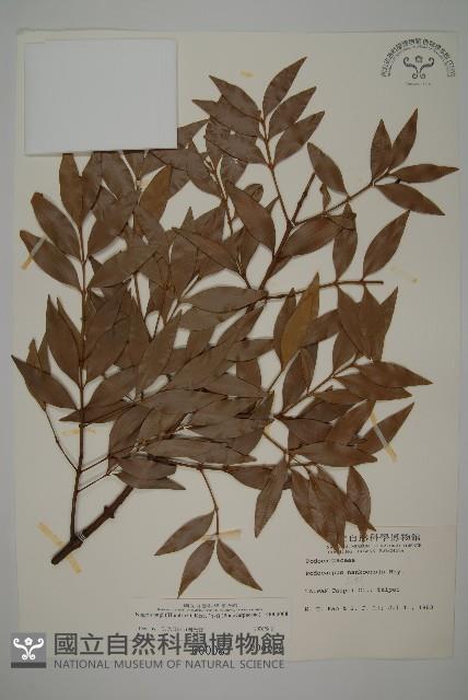 竹柏藏品圖，第1張