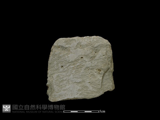 斧鋤形器藏品圖，第2張