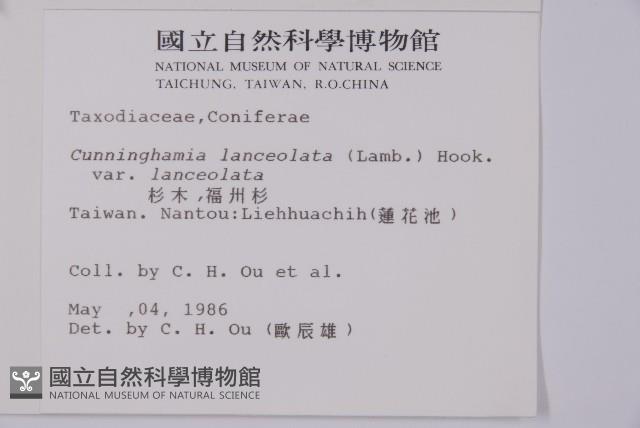 杉木藏品圖，第2張