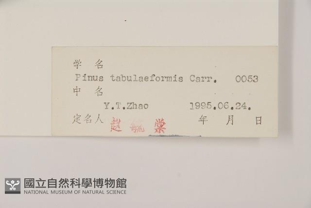 油松藏品圖，第2張