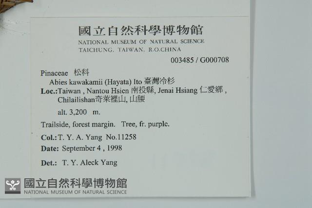 臺灣冷杉藏品圖，第2張