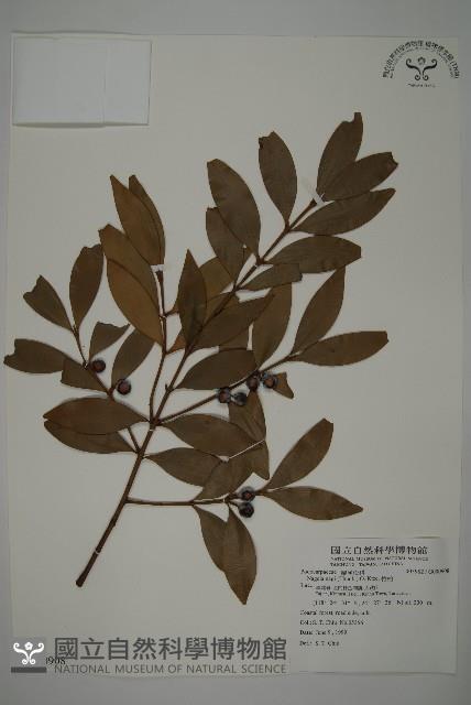 竹柏藏品圖，第1張