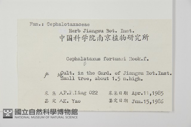 三尖杉藏品圖，第2張