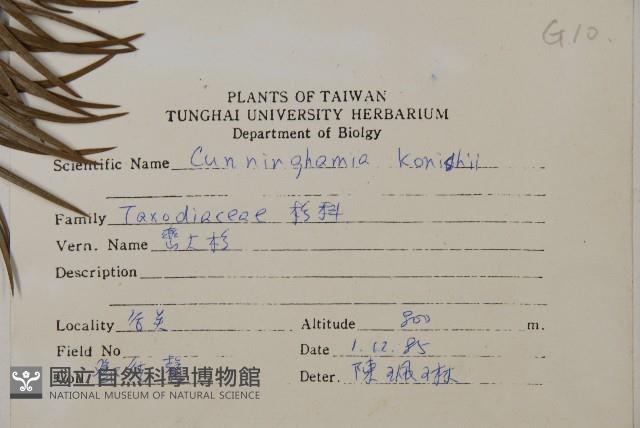 杉木藏品圖，第2張