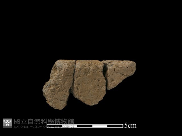 陶片藏品圖，第1張