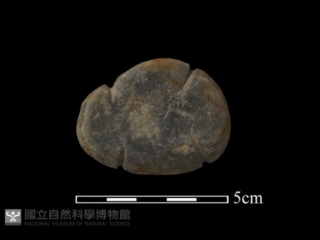 網墜藏品圖，第1張