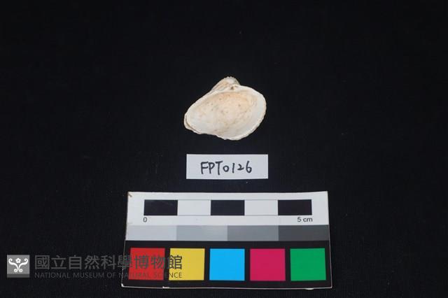 貝殼藏品圖，第2張