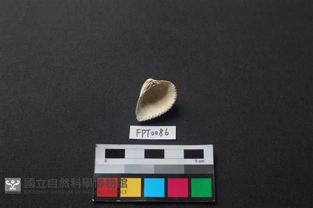 貝殼藏品圖，第2張