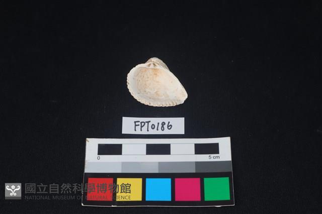 貝殼藏品圖，第2張