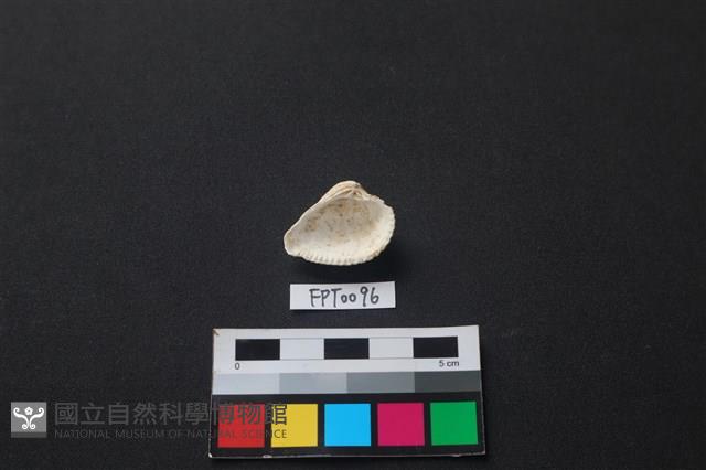 貝殼藏品圖，第2張