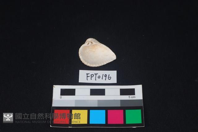 貝殼藏品圖，第2張