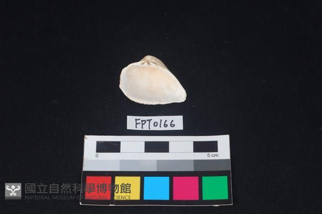 貝殼藏品圖，第2張